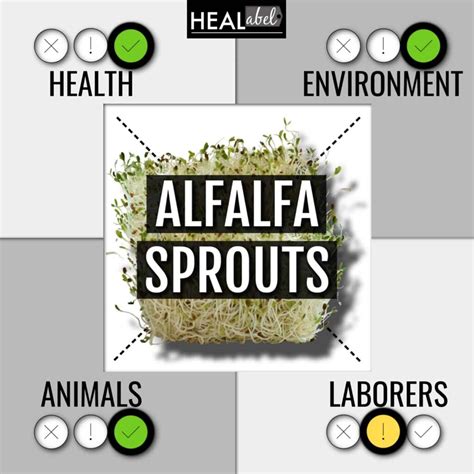 alfalfa sprouts benefits and side effects